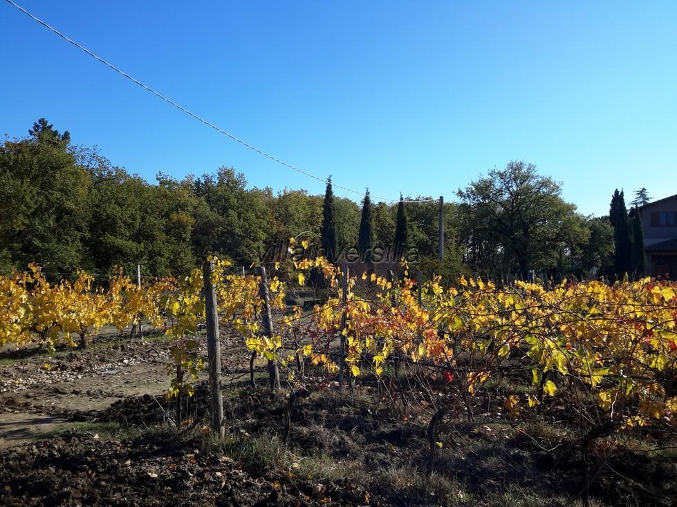 Attivit� commerciale in vendita a Castiglione del Lago