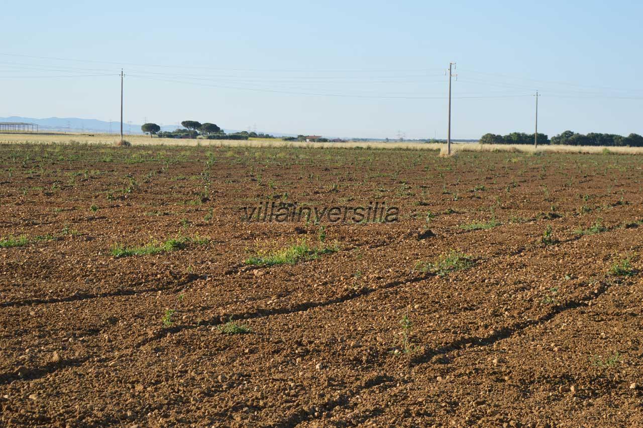 Terreno Agricolo in affitto a Montalto di Castro