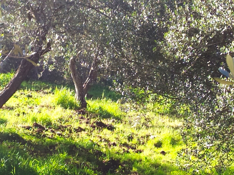 Terreno classe A4 a Sassari