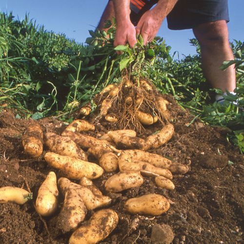 Terreno Agricolo in vendita a Cesano Maderno