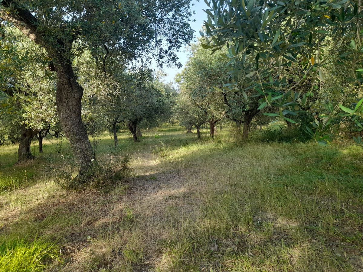 Terreno Agricolo in vendita a Altavilla Silentina