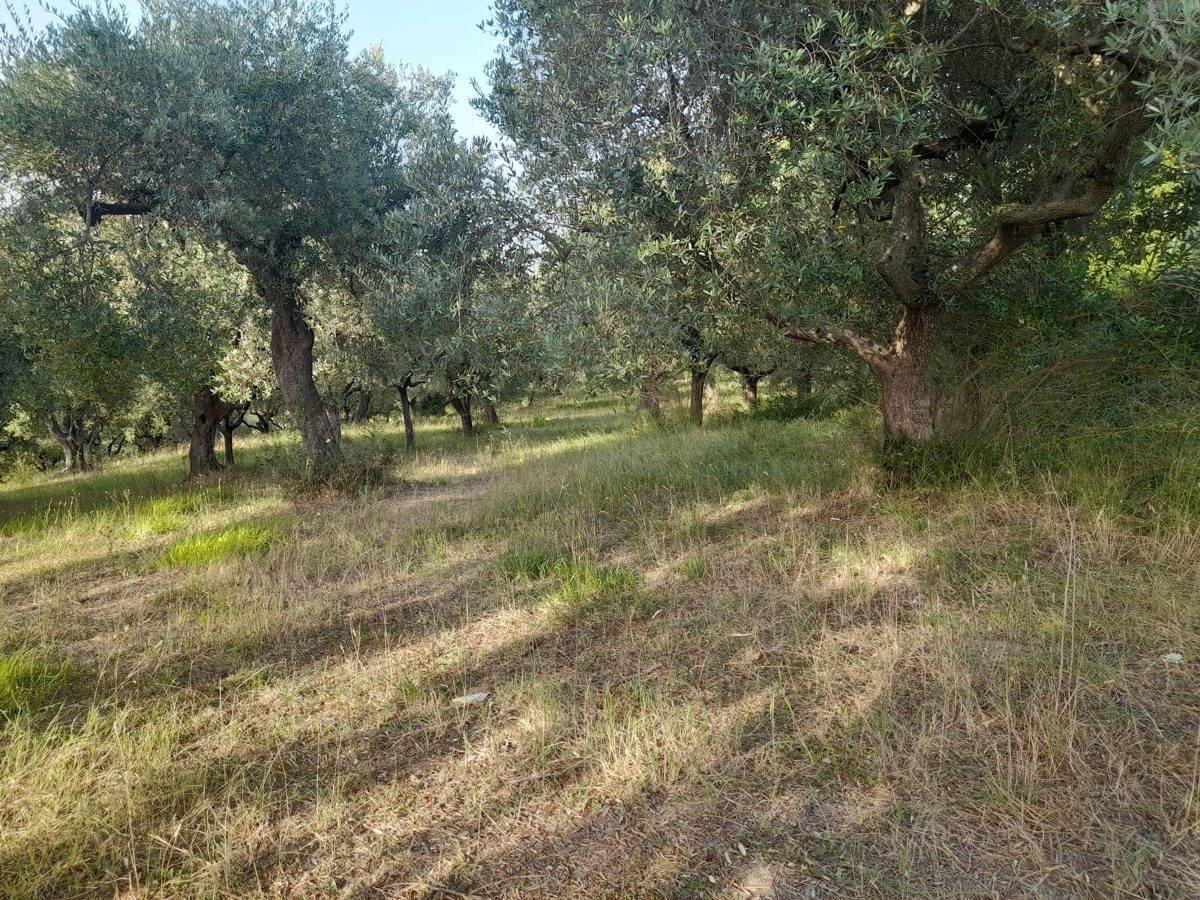 Terreno Agricolo in vendita a Altavilla Silentina