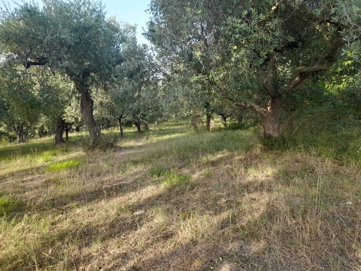Terreno Agricolo in vendita a Altavilla Silentina