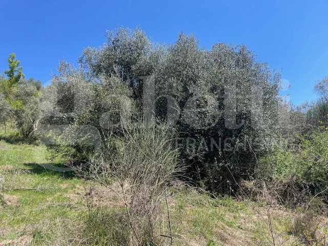 Terreno Agricolo in vendita a Ponzano Romano