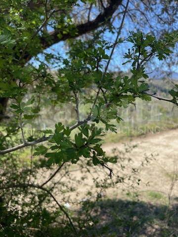 Terreno Agricolo in vendita a Ponzano Romano