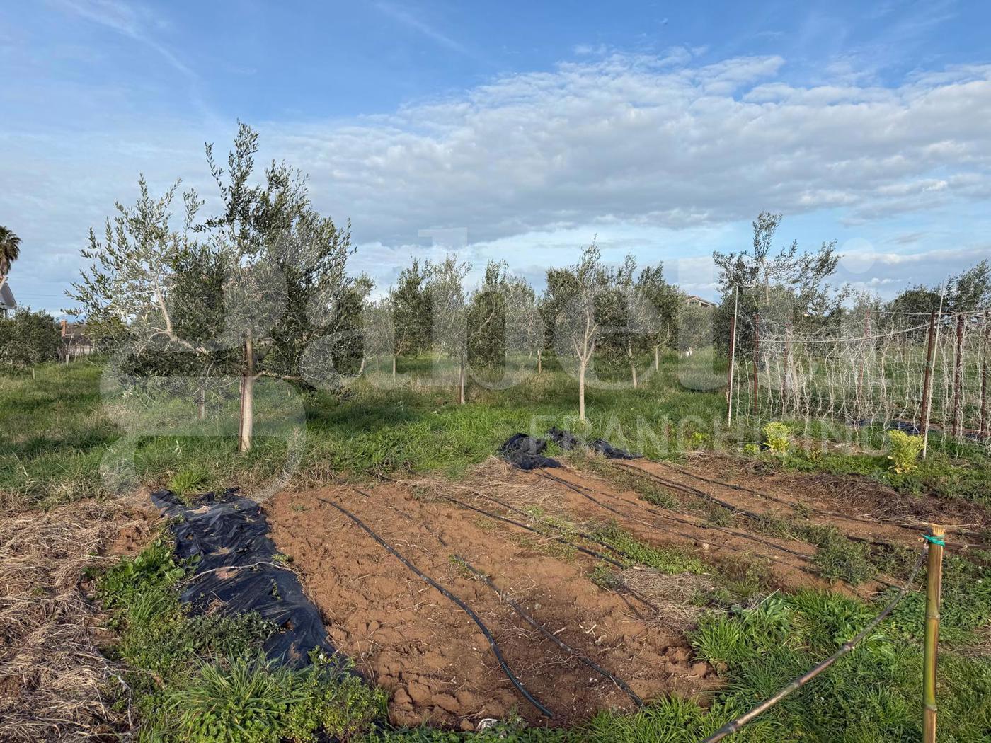 Terreno Agricolo in vendita a Nettuno