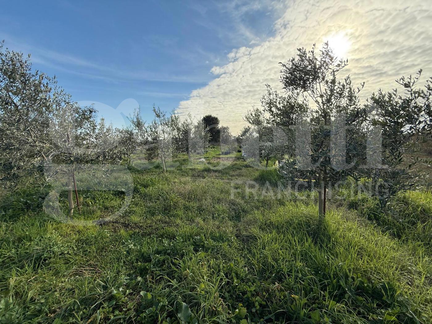 Terreno Agricolo in vendita a Nettuno
