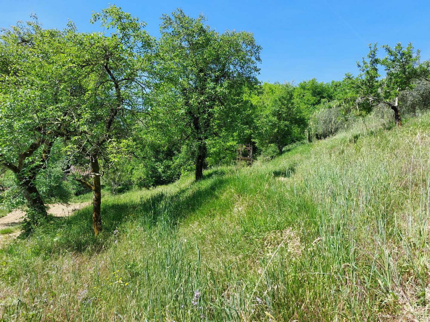 Terreno Agricolo in vendita, Borgo a Mozzano dezza