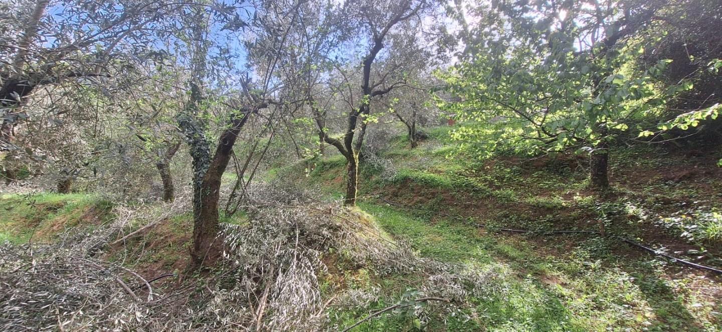 Terreno Agricolo in vendita, Lucca pieve di brancoli