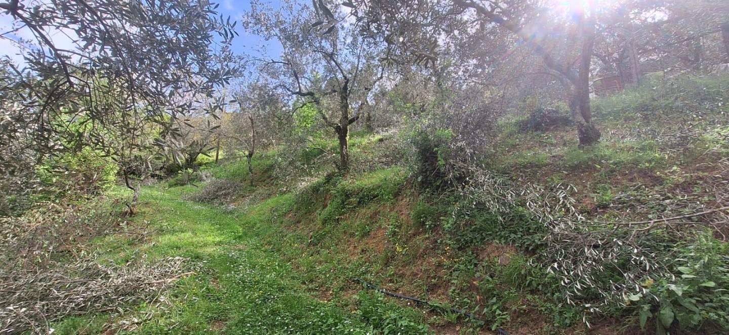 Terreno Agricolo in vendita, Lucca pieve di brancoli
