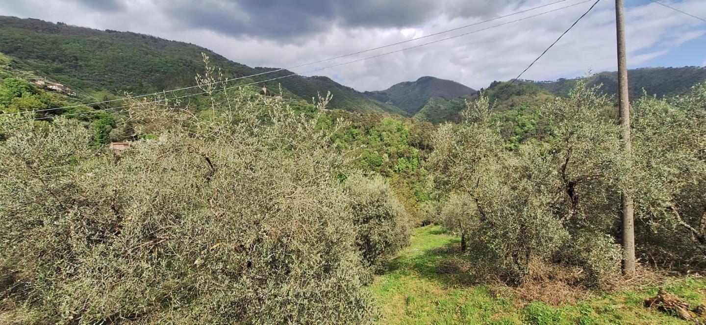 Terreno Agricolo in vendita, Lucca pieve di brancoli