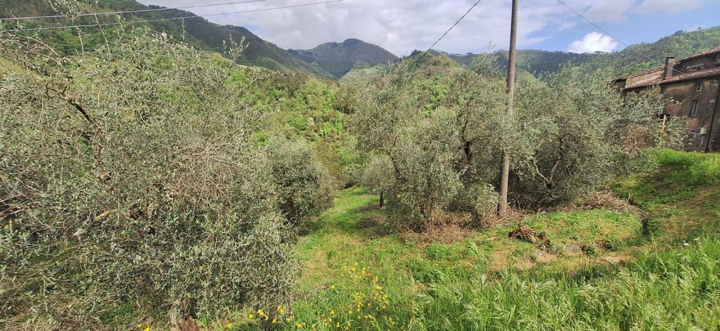 Terreno Agricolo in vendita, Lucca pieve di brancoli