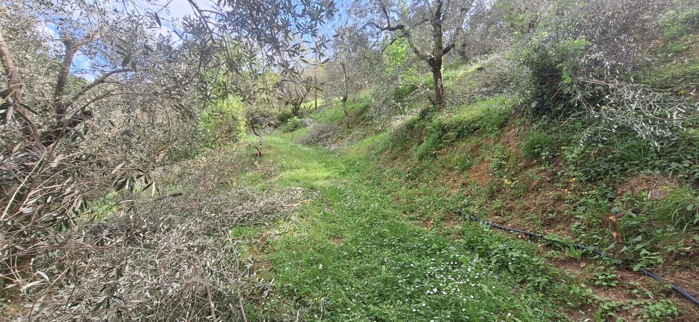 Terreno Agricolo in vendita, Lucca pieve di brancoli