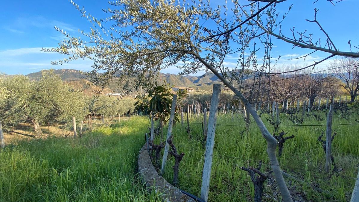 Terreno Agricolo in vendita a Patti