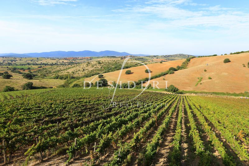 Rustico con giardino a Scansano