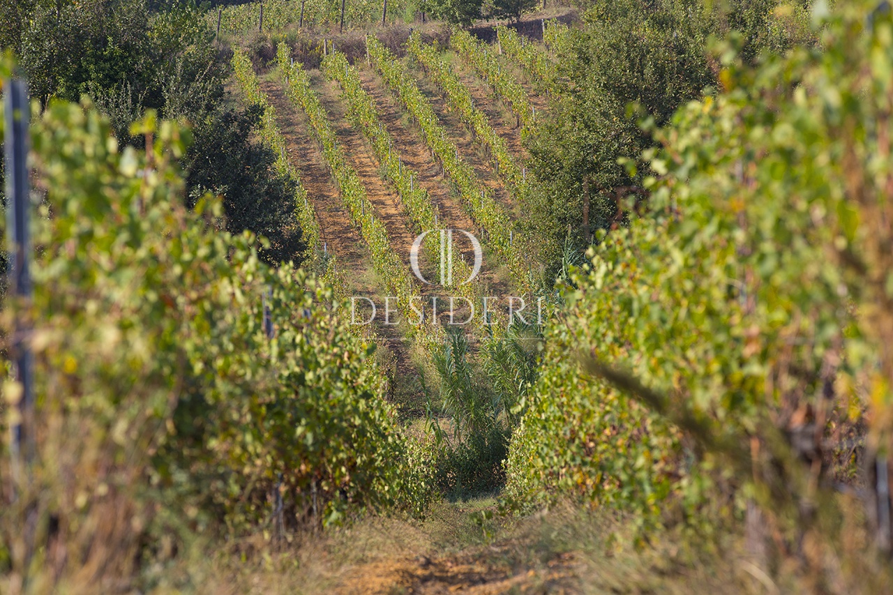 Terreno in vendita in localit podere ceretelle, Gavorrano