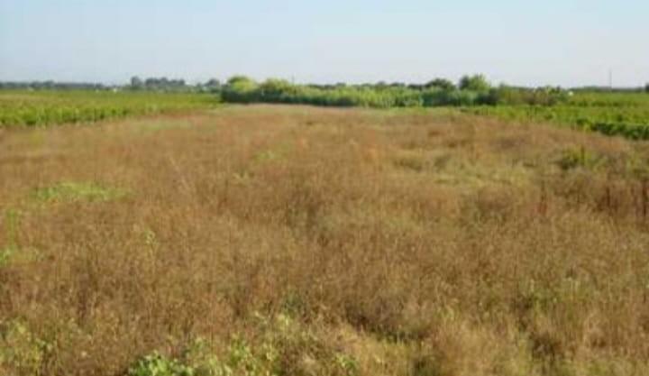 Terreno Agricolo in vendita, Campi Bisenzio palagetta