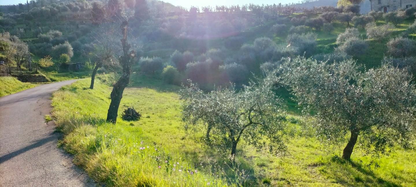 Terreno Agricolo in vendita a Carmignano