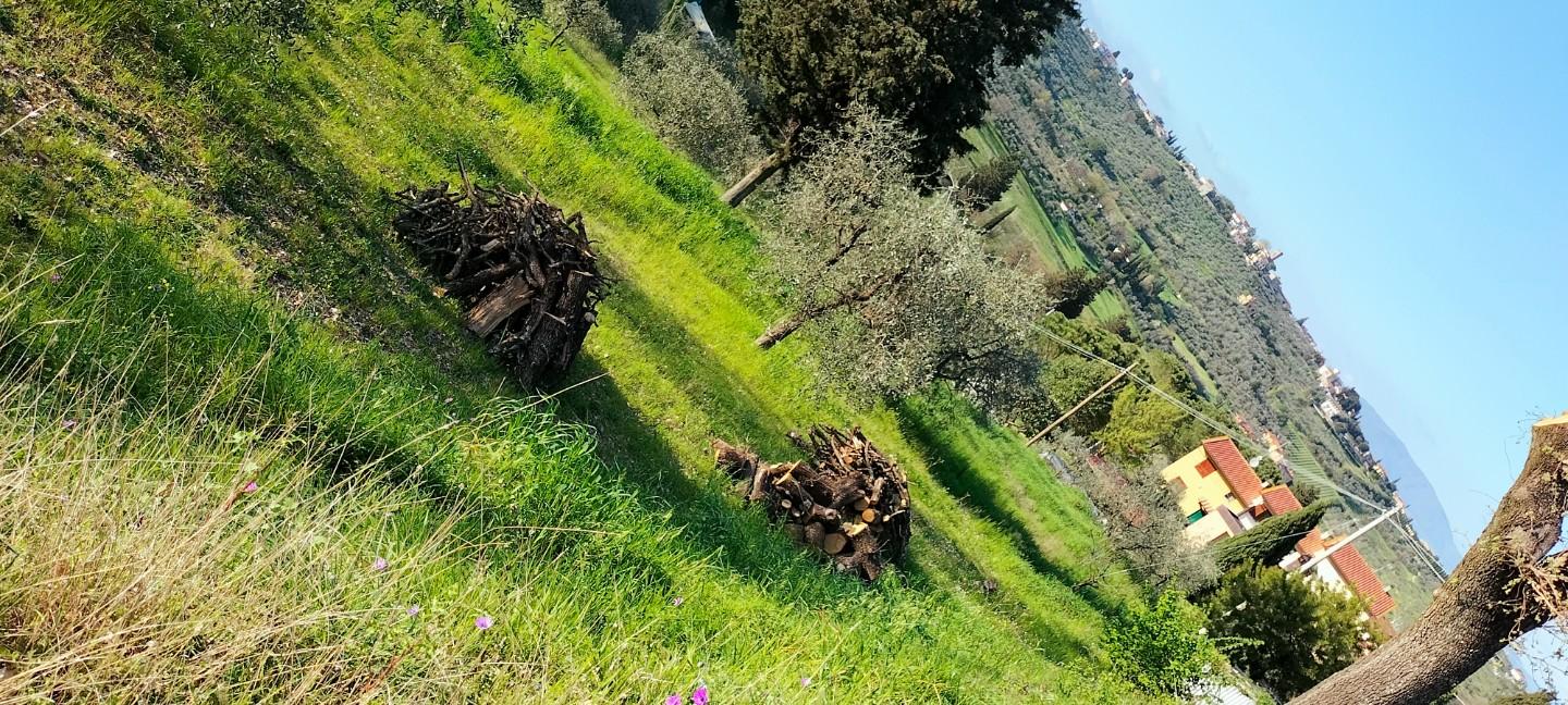 Terreno Agricolo in vendita a Carmignano