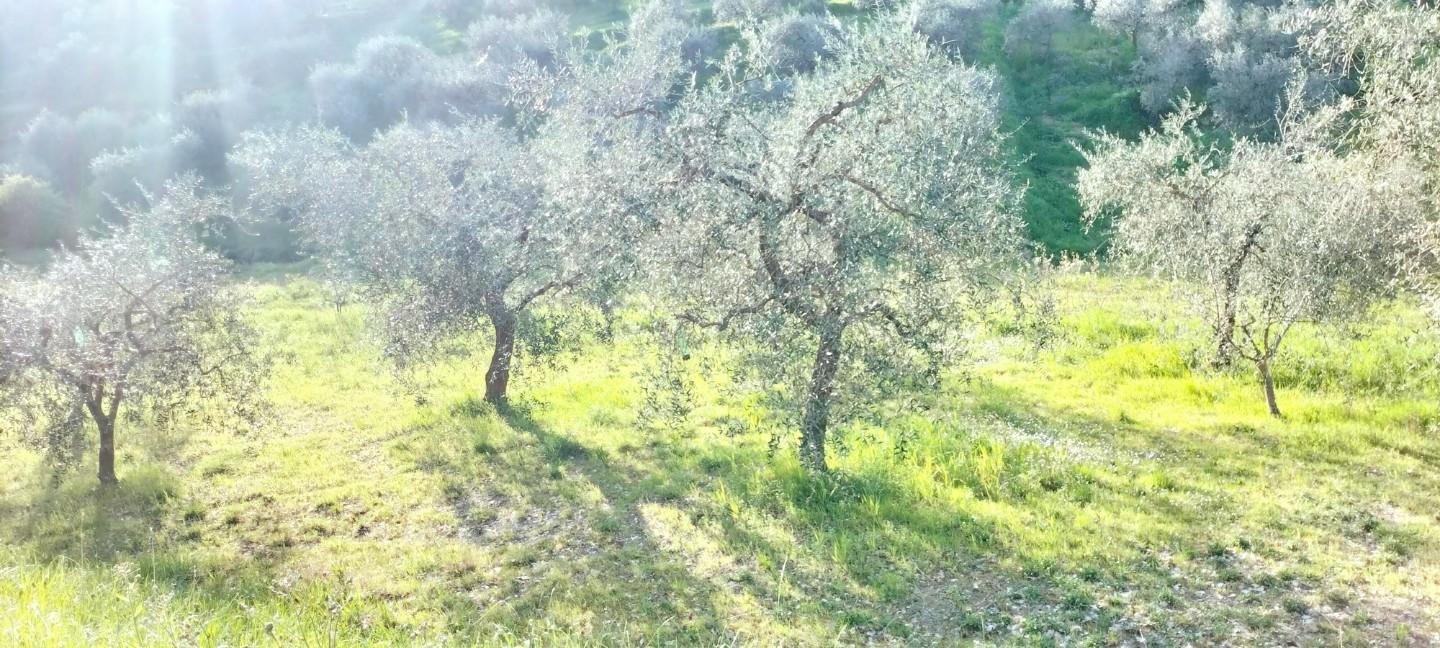 Terreno Agricolo in vendita a Carmignano