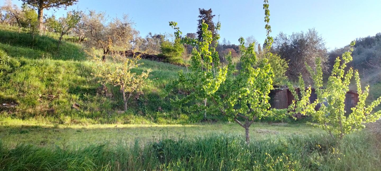 Terreno Agricolo in vendita a Carmignano