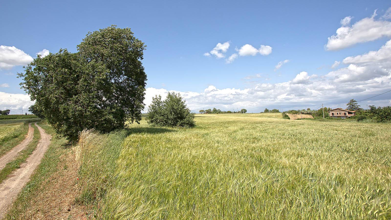 Terreno agricolo in vendita a Viterbo, Periferia