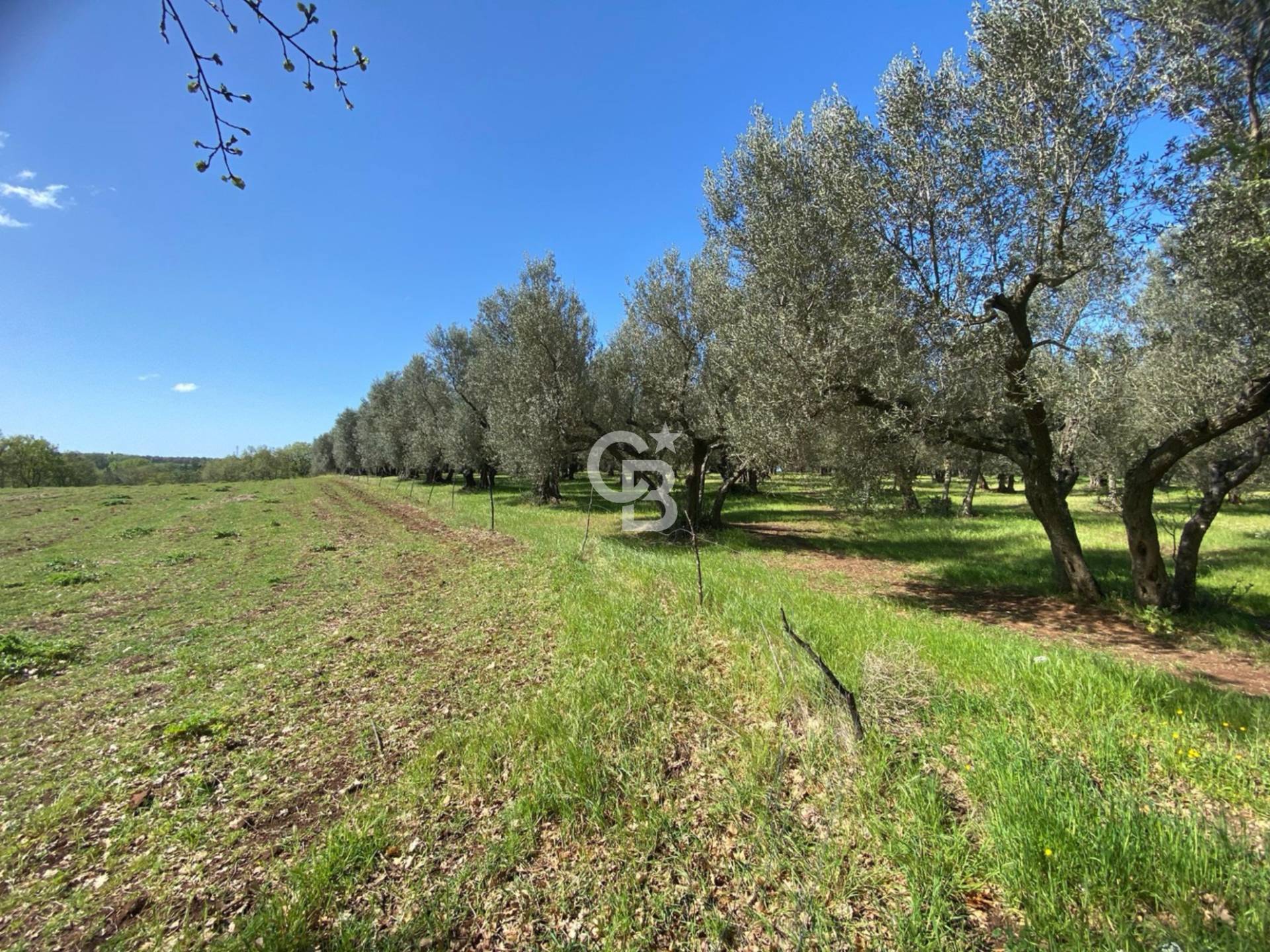 Terreno agricolo in vendita a Vetralla