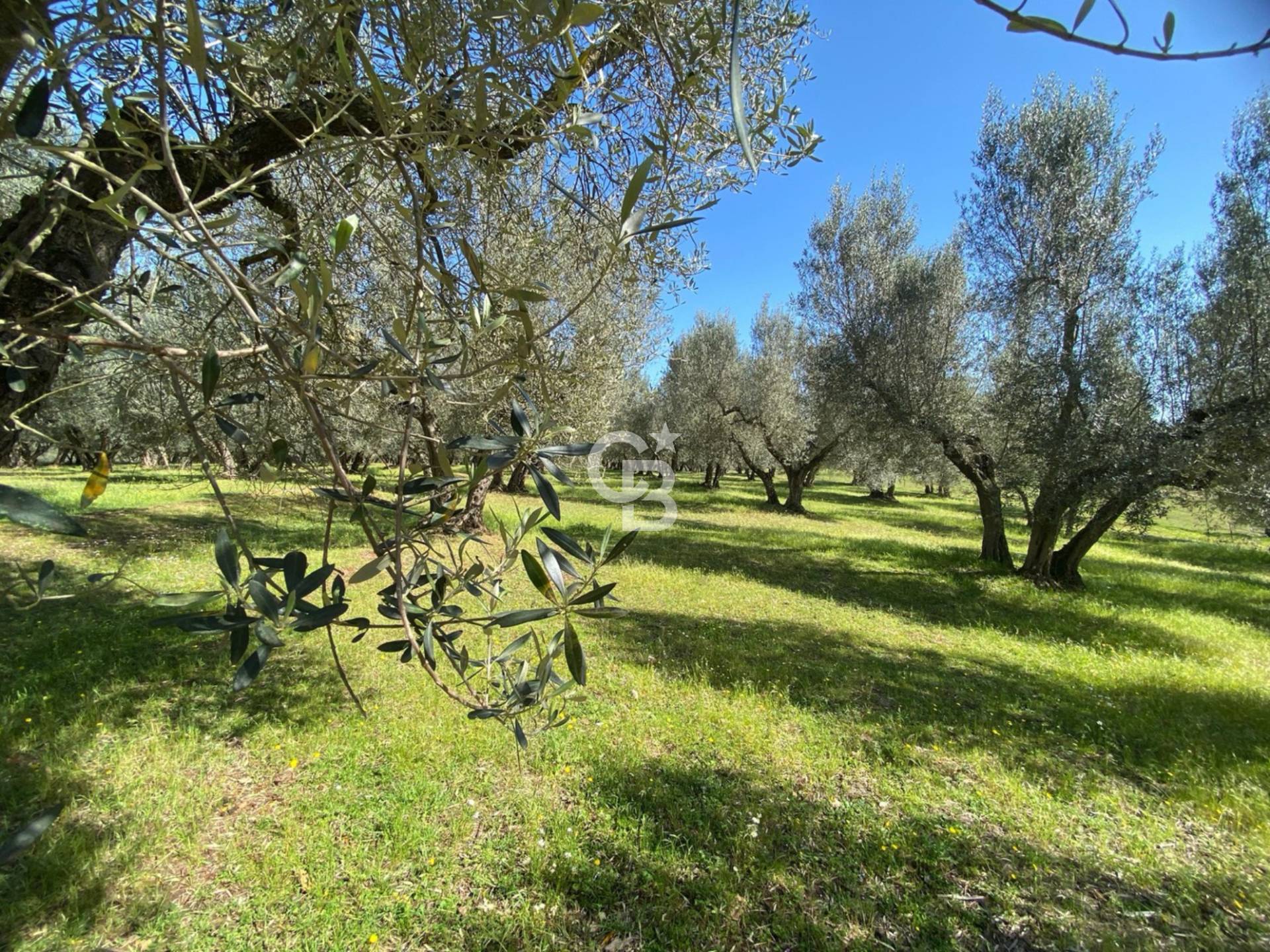 Terreno agricolo in vendita a Vetralla