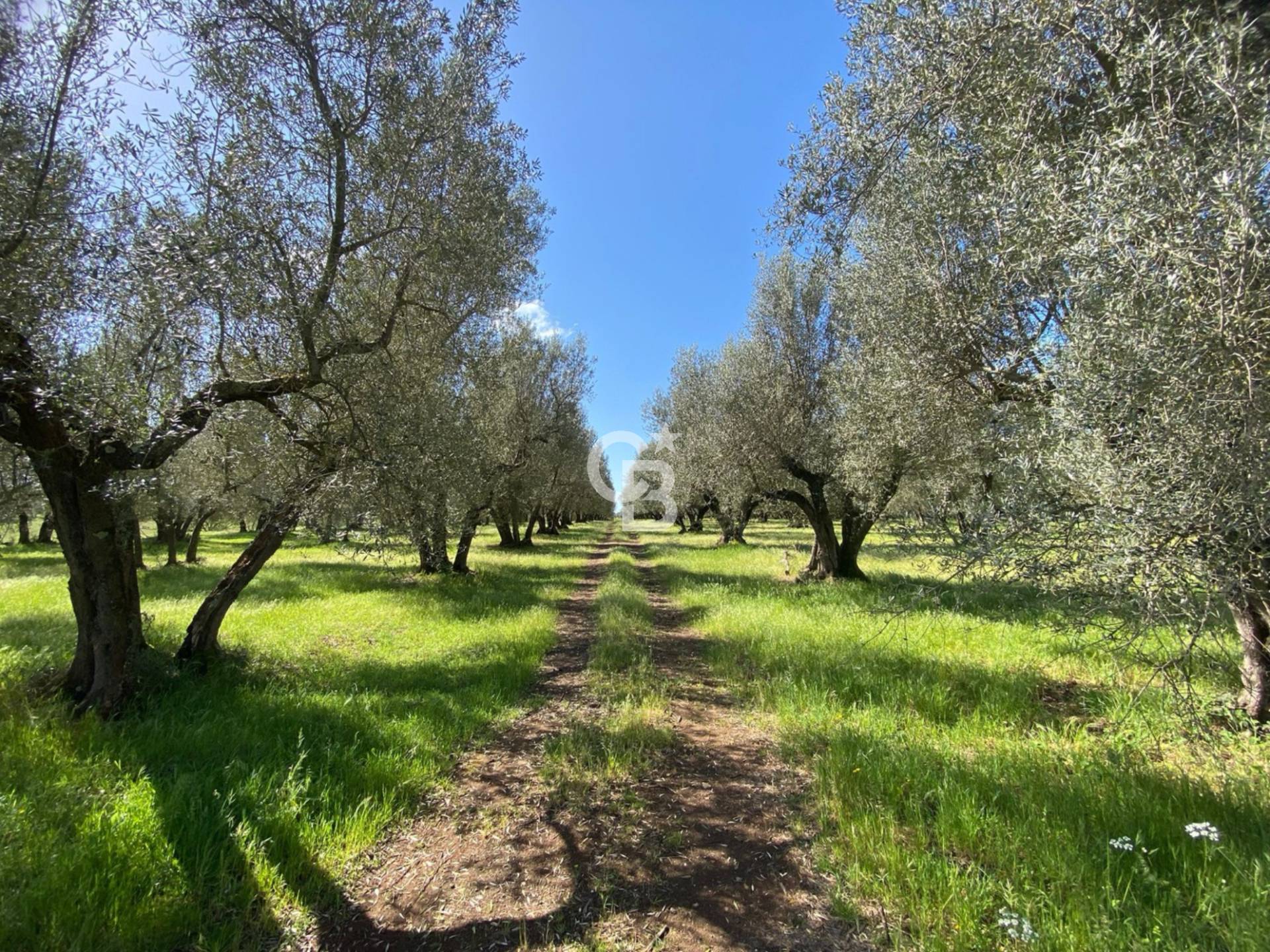 Terreno agricolo in vendita a Vetralla