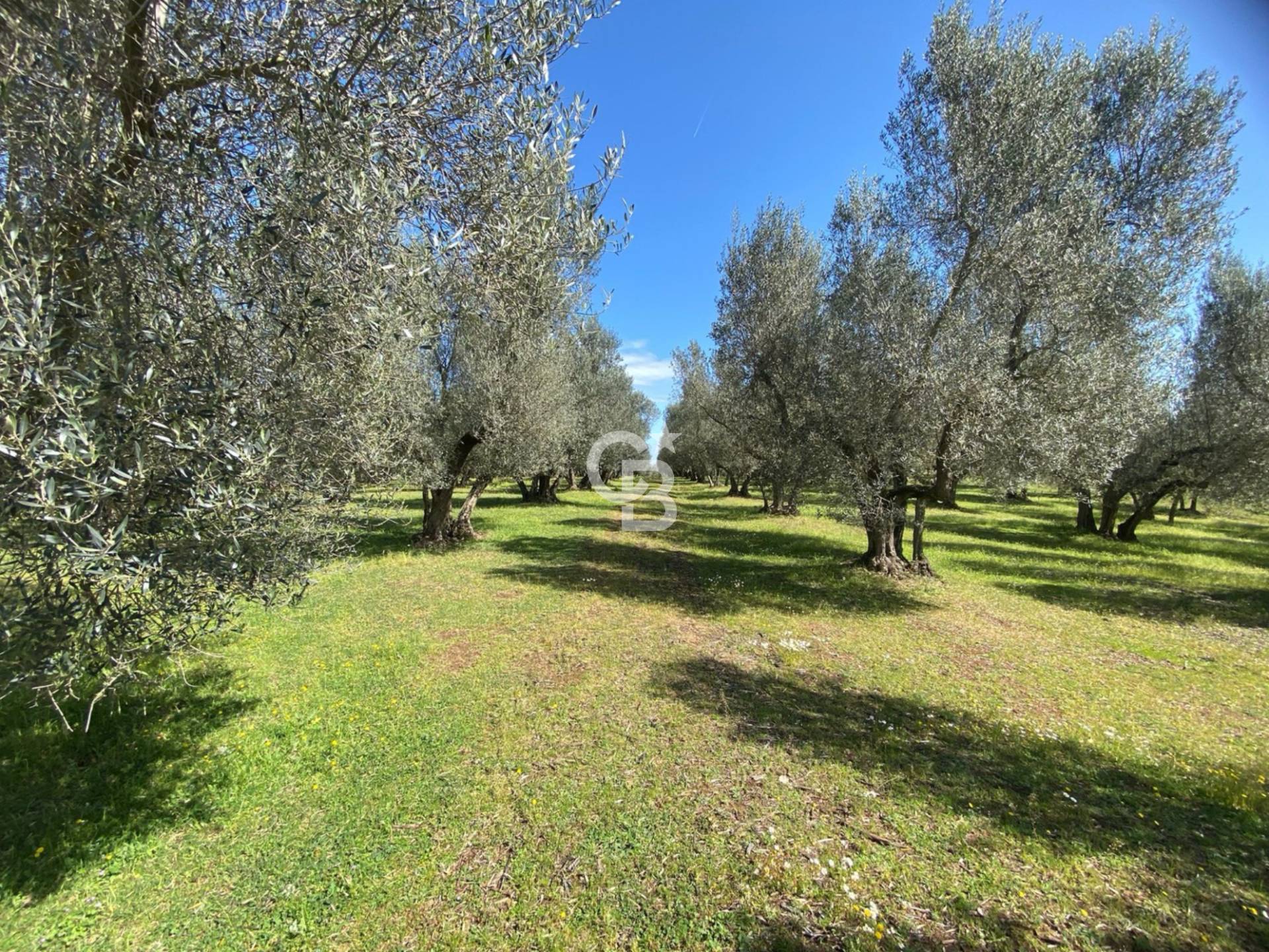 Terreno agricolo in vendita a Vetralla