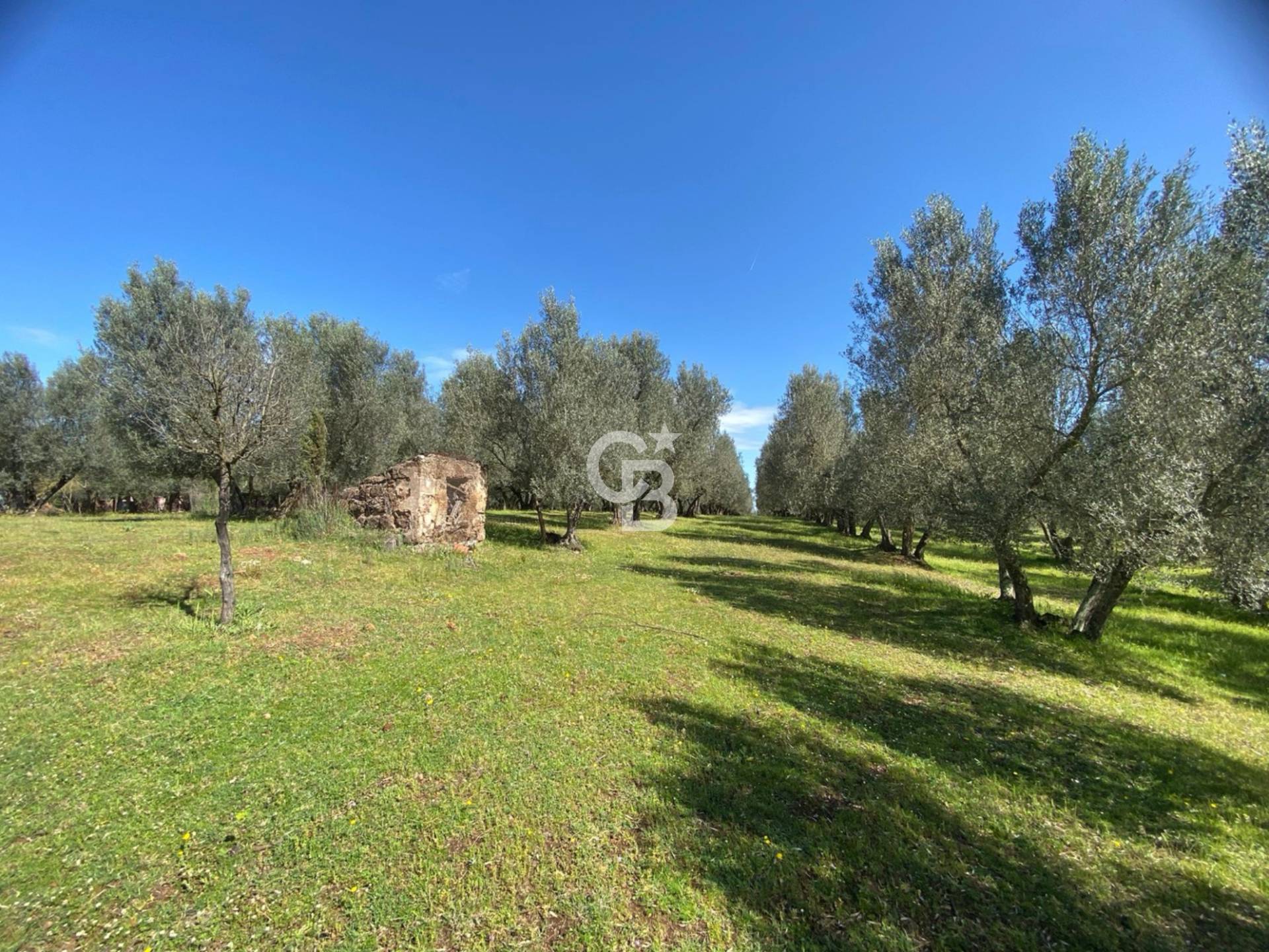 Terreno agricolo in vendita a Vetralla