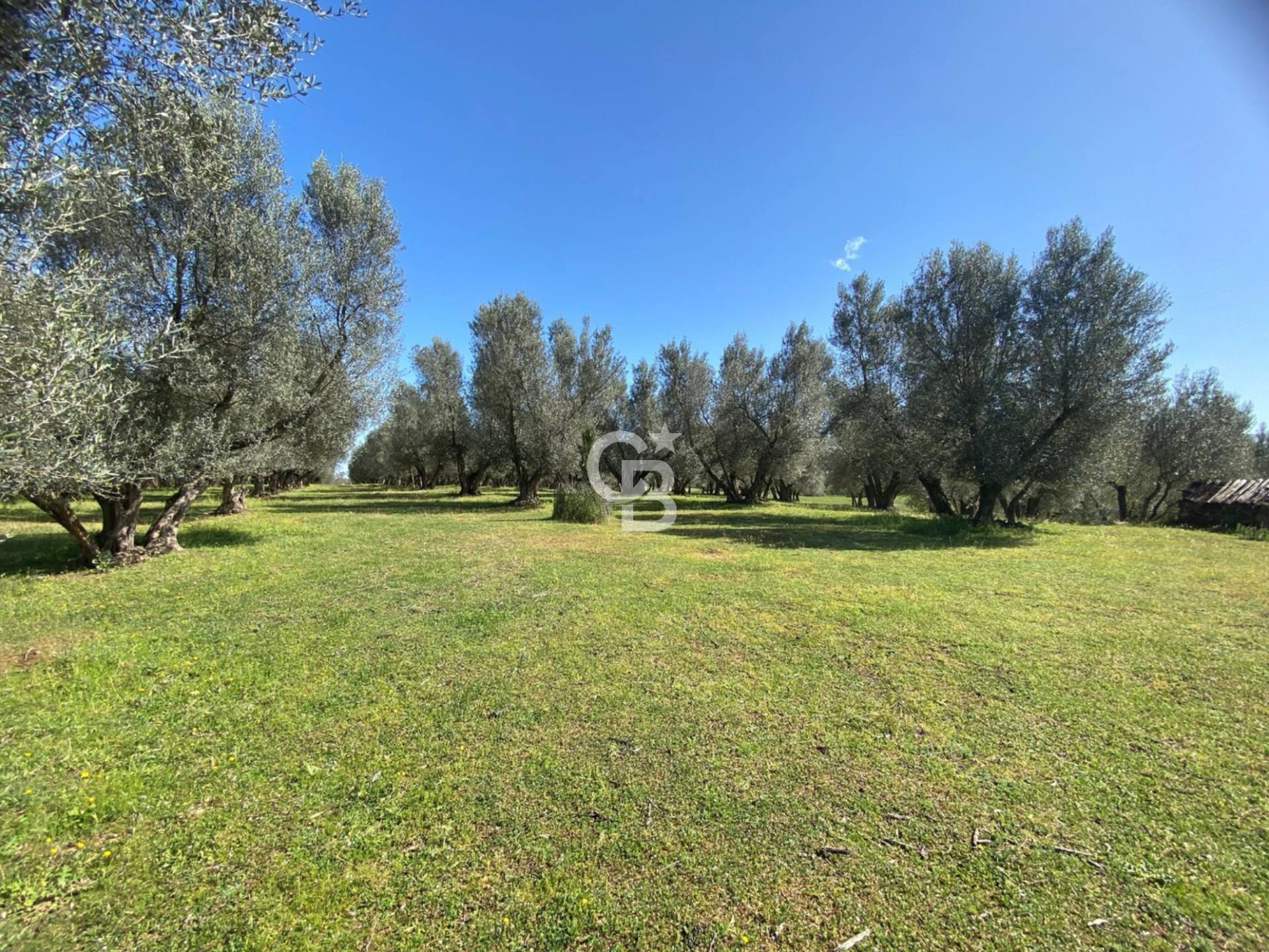 Terreno agricolo in vendita a Vetralla