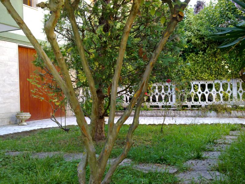 immagine annuncio 4 di 6