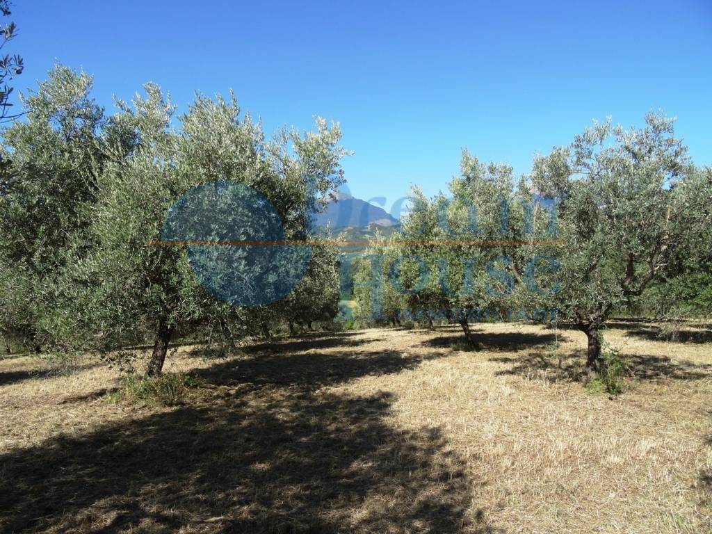 immagine annuncio 5 di 6