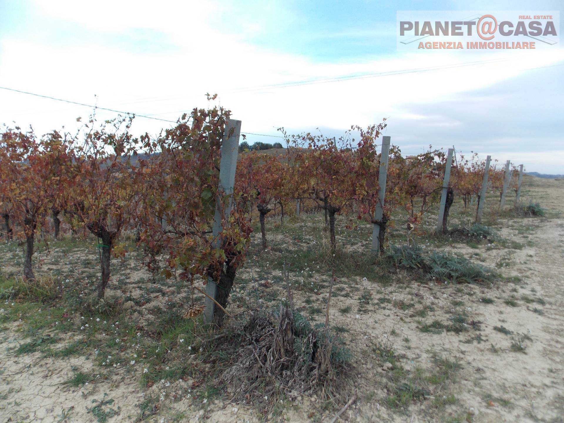 Terreno Agricolo in vendita a Ripatransone