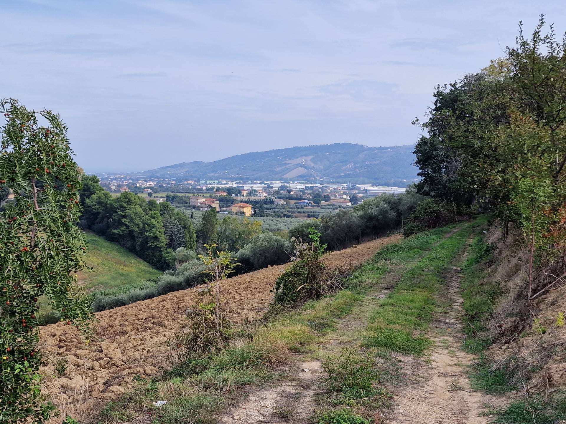 Terreno agricolo in vendita a Monsampolo del Tronto, COLLINARE
