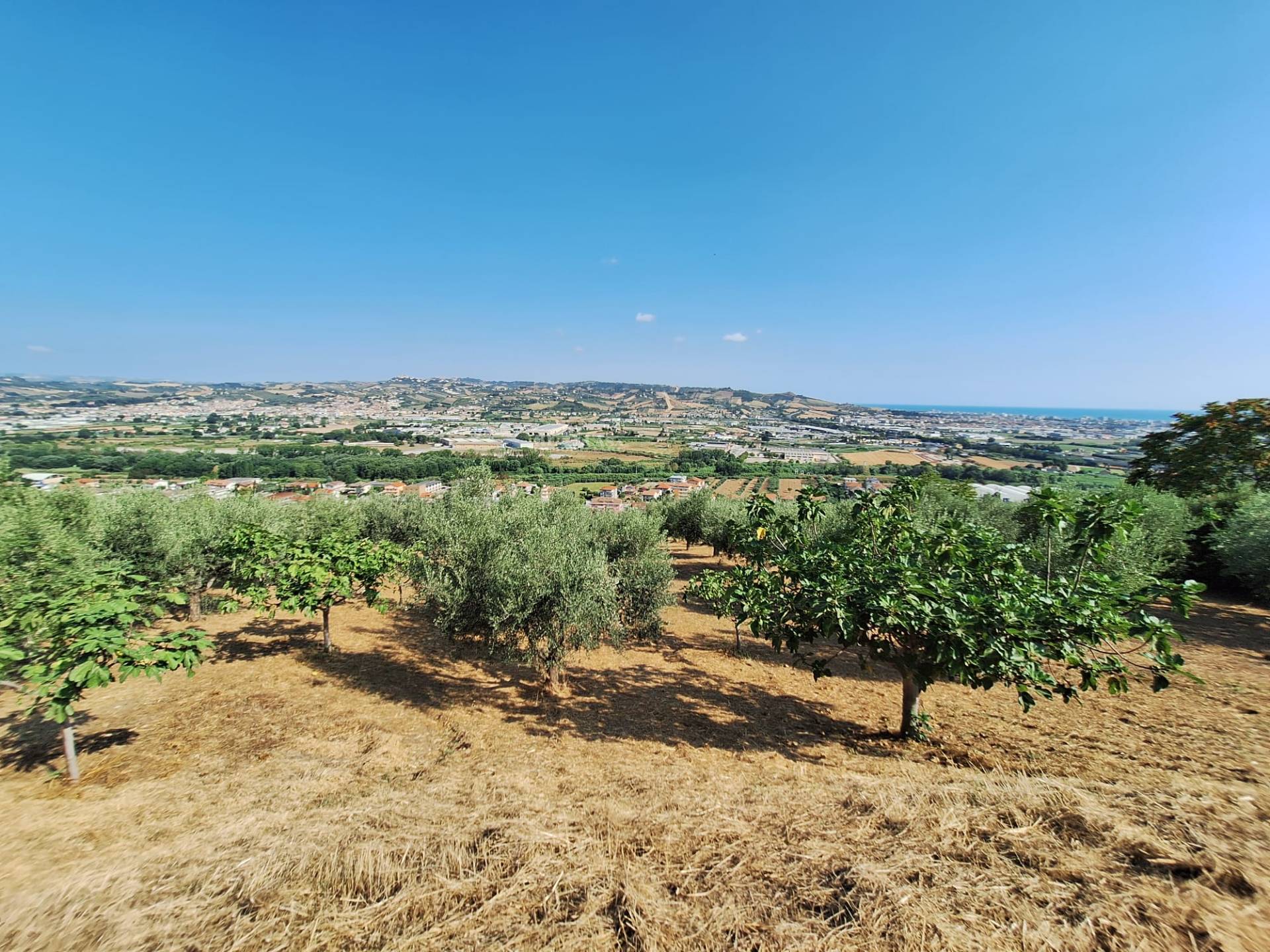 Terreno agricolo in vendita a Colonnella