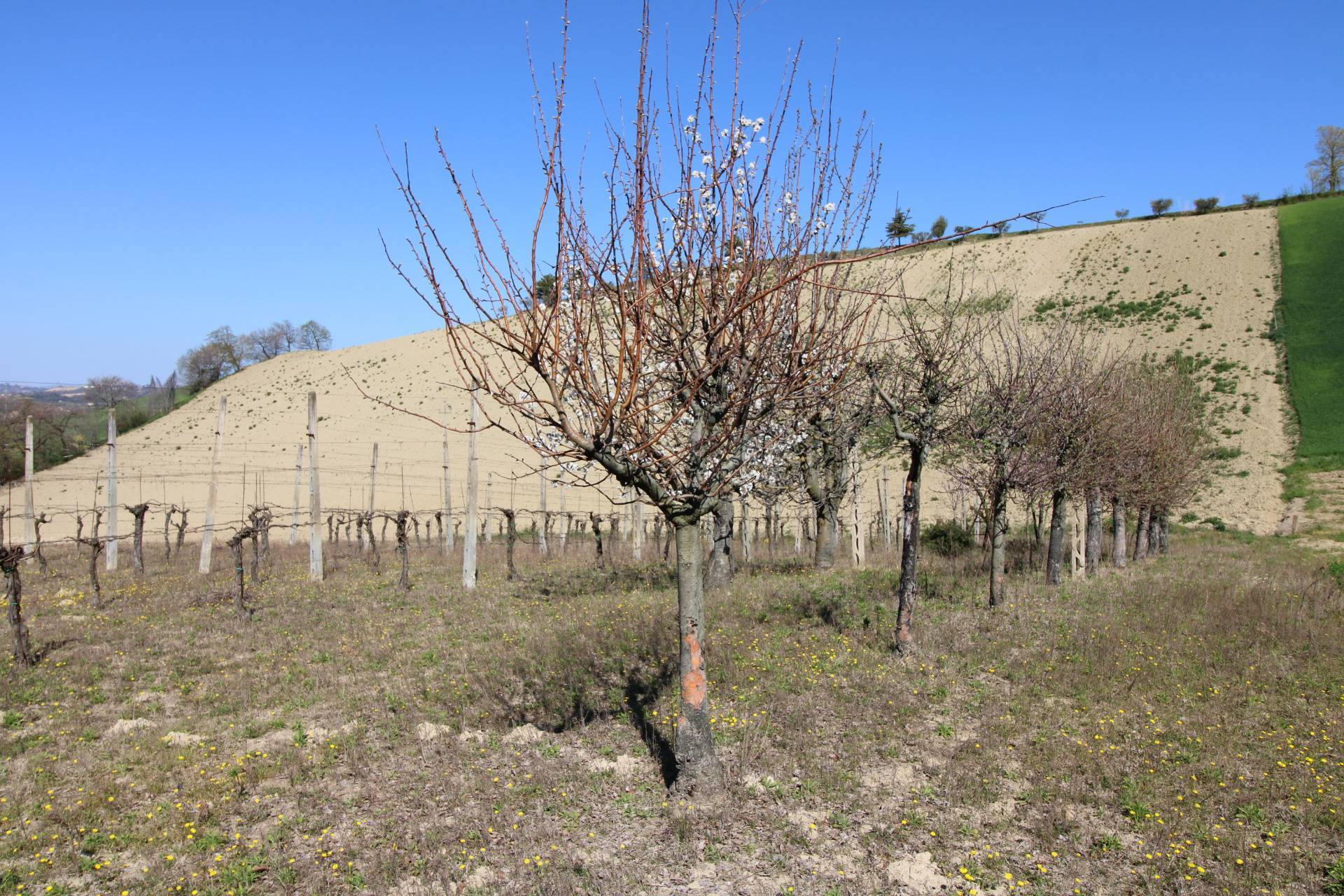 Terreno agricolo in vendita a Montottone