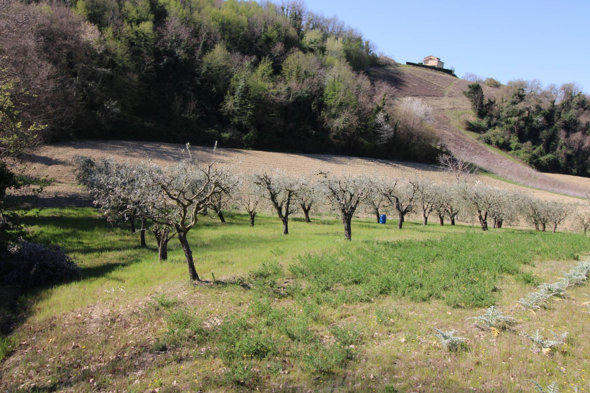 Terreno agricolo in vendita a Montottone