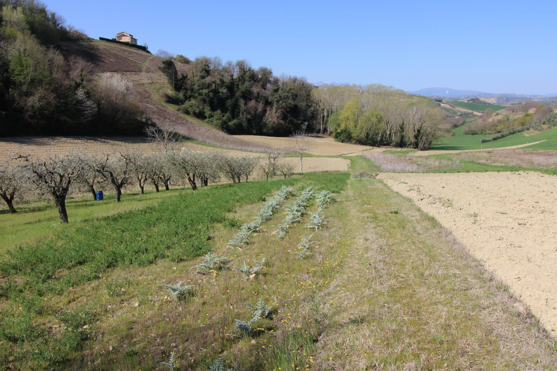 Terreno agricolo in vendita a Montottone