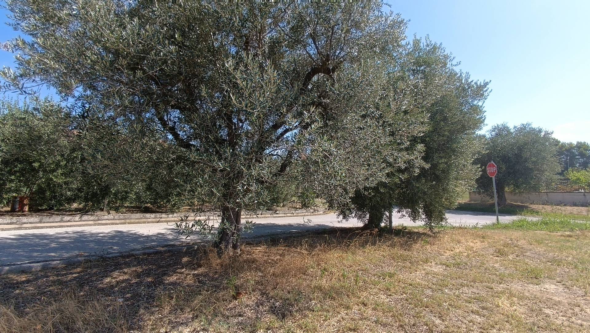 Terreno edificabile residenziale in vendita a Castorano, Palazzi