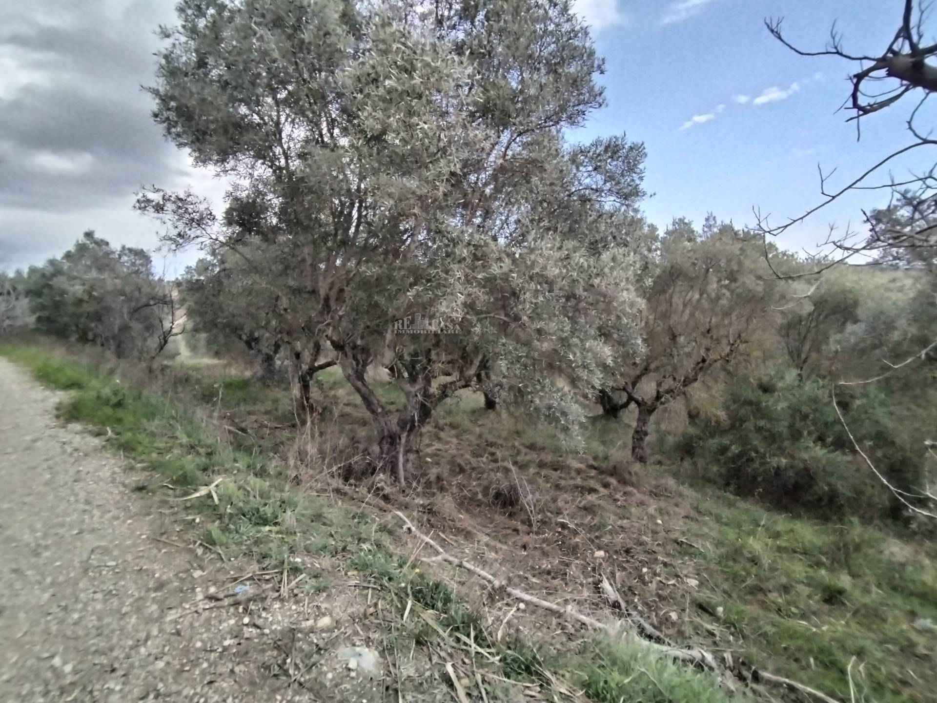 immagine annuncio 3 di 7