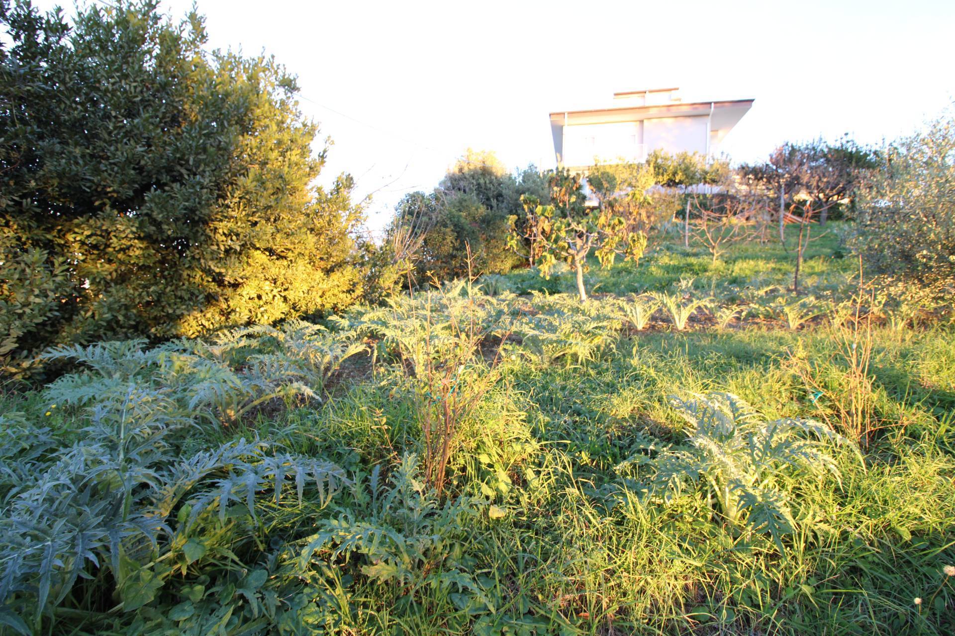 Terreno edificabile residenziale in vendita a Massignano, CENTRALE / CENTRO STORICO