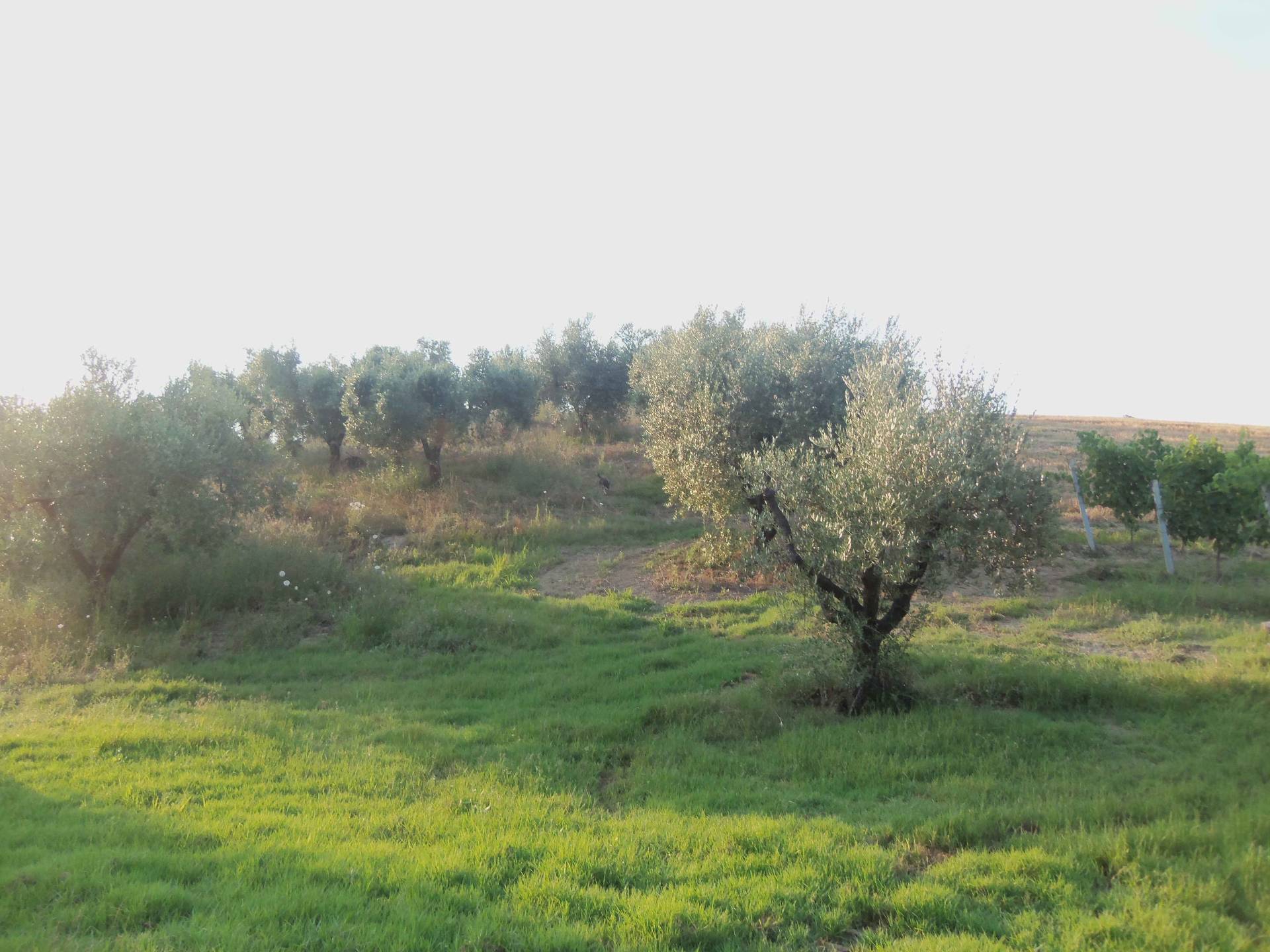 immagine annuncio 4 di 6