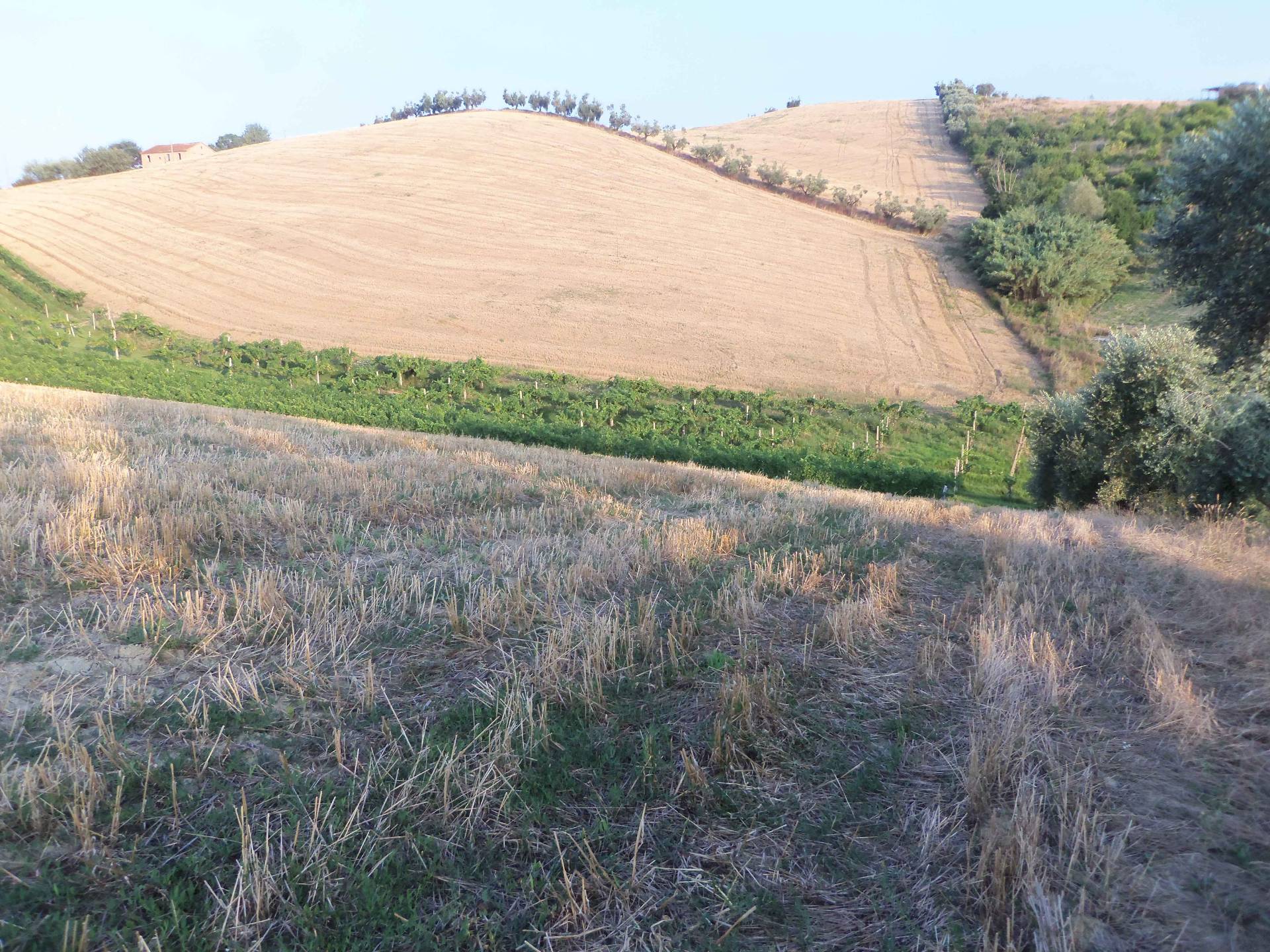 immagine annuncio 5 di 6