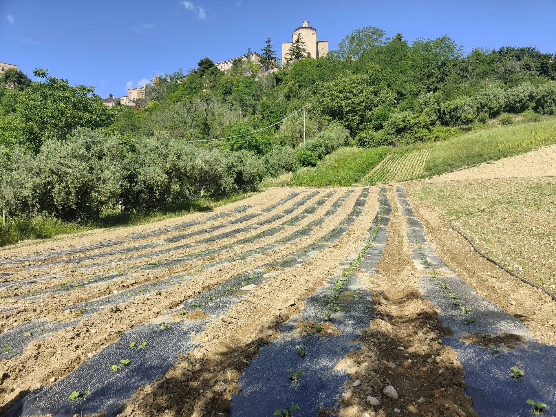 Rustico/Casale in vendita a Ripatransone, Centro Storico
