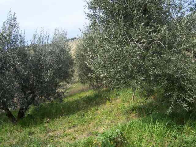 Rustico/Casale in vendita a Acquaviva Picena, Panoramica