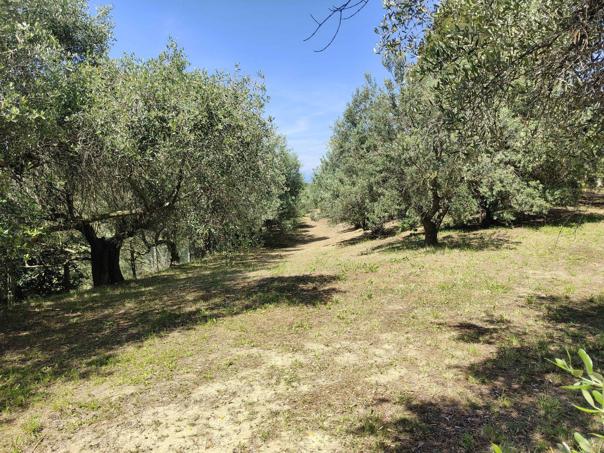 Rustico/Casale in vendita a Acquaviva Picena, Panoramica