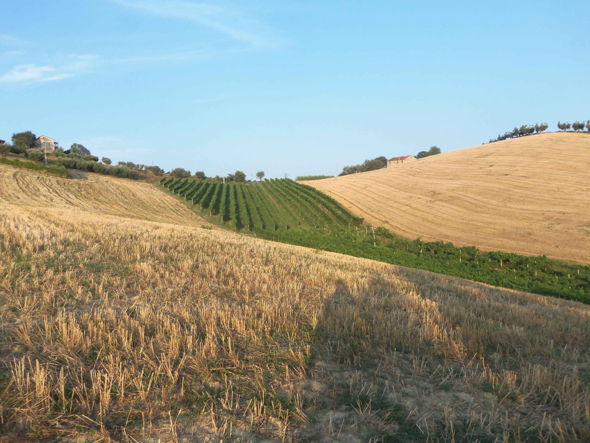 Terreno Agricolo in vendita a Monsampolo del Tronto