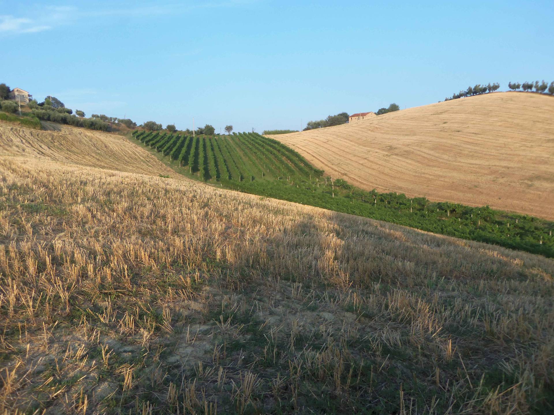 immagine annuncio 3 di 7